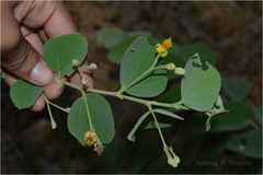Grewia orbiculata